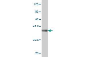 Western Blot detection against Immunogen (33.