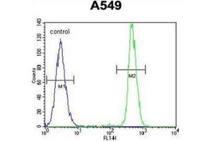 Flow cytometric analysis of A549 cells using HN1 / ARM2 Antibody (Center) Cat. (HN1 anticorps  (Middle Region))