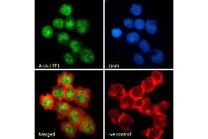 (ABIN185607) Immunofluorescence analysis of paraformaldehyde fixed Jurkat cells, permeabilized with 0. (LEF1 anticorps  (Internal Region))