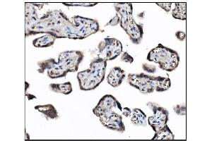 IHC analysis of JAB1 using anti-JAB1 antibody (ABIN7602482). (COPS5 anticorps  (AA 8-334))