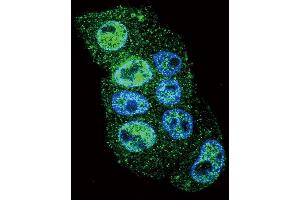 Confocal immunofluorescent analysis of INHBA Antibody (N-term) (ABIN655078 and ABIN2844710) with HepG2 cell followed by Alexa Fluor 488-conjugated goat anti-rabbit lgG (green).