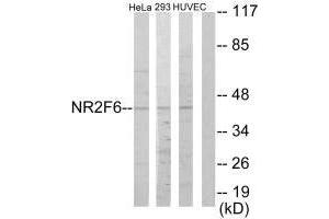 Western blot analysis of extracts from HeLa cells, 293 cells and HUVEC cells, using NR2F6 antibody. (NR2F6 anticorps  (N-Term))