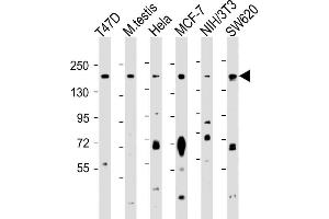 All lanes : Anti-PELP1 Antibody (Center ) at 1:1000 dilution Lane 1: T47D whole cell lysate Lane 2: mouse testis lysate Lane 3: Hela whole cell lysate Lane 4: MCF-7 whole cell lysate Lane 5: NIH/3T3 whole cell lysate Lane 6: S whole cell lysate Lysates/proteins at 20 μg per lane. (PELP1 anticorps  (AA 744-771))