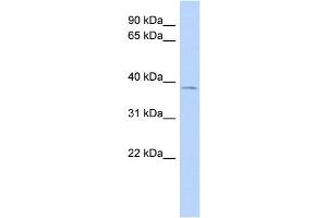 WB Suggested Anti-JUN Antibody Titration:  0. (C-JUN anticorps  (Middle Region))