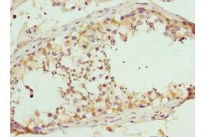 Immunohistochemistry of paraffin-embedded human testis tissue using ABIN7167404 at dilution of 1:100