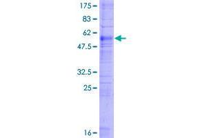 Image no. 1 for Prostaglandin F Receptor (FP) (PTGFR) (AA 1-359) protein (GST tag) (ABIN1316745)