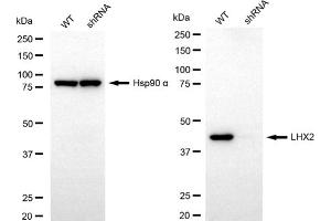 Western blotting analysis using LHX2 antibody (ABIN7799267). (Recombinant LHX2 anticorps)