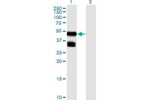 Western Blot analysis of GDF8 expression in transfected 293T cell line by GDF8 monoclonal antibody (M06), clone 2D8. (MSTN anticorps  (AA 243-310))