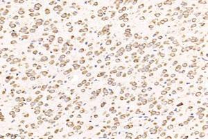 Immunohistochemistry analysis of paraffin-embedded mouse spleen using,GPR83 (ABIN7074000) at dilution of 1: 800 (GPR83 anticorps)