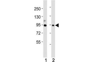 Western blot testing of PROX1 antibody at 1:2000 dilution.