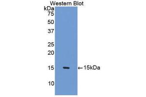 Western Blotting (WB) image for anti-Surfactant Protein D (SFTPD) (AA 45-221) antibody (ABIN1174137) (SFTPD anticorps  (AA 45-221))