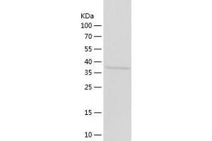 Western Blotting (WB) image for Aminomethyltransferase (AMT) (AA 29-403) protein (His-IF2DI Tag) (ABIN7121815)