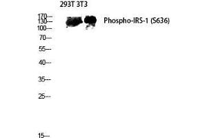 Western Blot (WB) analysis of 293T 3T3 lysis using Phospho-IRS-1 (S636) antibody. (IRS1 anticorps  (pSer636))