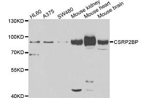 Western blot analysis of extracts of various cell lines, using CSRP2BP antibody. (CSRP2BP anticorps)