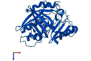 AlphaFold protein structure predicition of Human Recombinant NAT2 Protein, UniprotID P11245