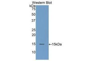 Detection of Recombinant DAO, Human using Polyclonal Antibody to Amiloride Binding Protein 1 (ABP1)