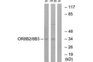Western blot analysis of extracts from Jurkat/HT-29 cells, using OR8B2/8B3 Antibody. (OR8B2/B3 (AA 199-248) anticorps)