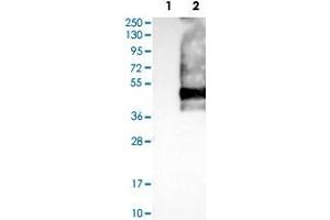 Western Blot analysis of Lane 1: negative control (vector only transfected HEK293T cell lysate) and Lane 2: over-expression lysate (co-expressed with a C-terminal myc-DDK tag in mammalian HEK293T cells) with SSTR2 polyclonal antibody .
