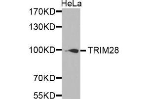Western Blotting (WB) image for anti-Tripartite Motif Containing 28 (TRIM28) antibody (ABIN1875205) (KAP1 anticorps)
