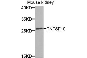 Western blot analysis of extracts of mouse kidney cells, using TNFSF10 antibody. (TRAIL anticorps)