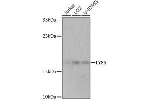 Western blot analysis of extracts of various cell lines, using LY86 Rabbit pAb (ABIN7268316) at 1:1000 dilution. (LY86 anticorps  (AA 50-150))