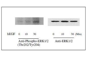 Western blot analysis of extracts from 100 ng/mL hEGF treated A431 cells. (ERK1/2 Kit ELISA)
