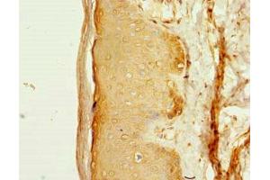 Immunohistochemistry of paraffin-embedded human skin tissue using ABIN7165366 at dilution of 1:100 (FAM118A anticorps  (AA 51-357))