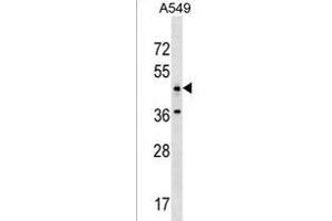 ANKRD61 Antibody (C-term) (ABIN1537208 and ABIN2850199) western blot analysis in A549 cell line lysates (35 μg/lane). (ANKRD61 anticorps  (C-Term))
