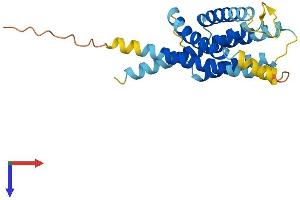 AlphaFold protein structure predicition of Human Recombinant INSIG2 Protein, UniprotID Q9Y5U4