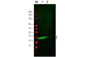 Western blot using  anti-RLC of Smooth and Non-muscle Myosin antibody to detect vascular myosin (rat aorta, lane 1) but not cardiac myosin (mouse heart, lane2).