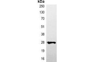 Immunoprecipitation of V5-tagged protein from HEK293T cells transfected with vector overexpressing V5 tag, using Anti-V5-tag Antibody. (V5 Epitope Tag anticorps)