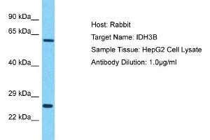 Host: Rabbit Target Name: IDH3B Sample Type: HepG2 Whole Cell lysates Antibody Dilution: 1. (IDH3B anticorps  (N-Term))