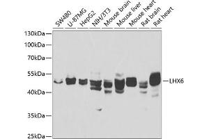 Western blot analysis of extracts of various cell lines, using LHX6 antibody (ABIN6128185, ABIN6143197, ABIN6143199 and ABIN6223215) at 1:1000 dilution.