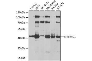 Western blot analysis of extracts of various cell lines, using MTERFD1 antibody (ABIN6133170, ABIN6144131, ABIN6144133 and ABIN6225104) at 1:1000 dilution. (MTERFD1 anticorps  (AA 69-300))