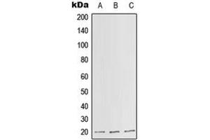Western blot analysis of SLC25A11 expression in HepG2 (A), Raw264.