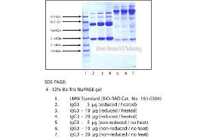 Gel Scan of Immunoglobulin G3 (IgG3), Normal Human Plasma  This information is representative of the product ART prepares, but is not lot specific. (IgG3 Protéine)