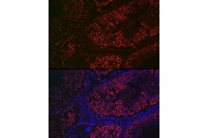 Immunofluorescence analysis of mouse testis using DDX4 Rabbit pAb (ABIN7266705) at dilution of 1:100 (40x lens).