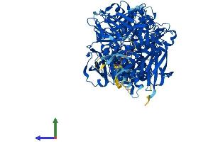 AlphaFold protein structure predicition of Mouse Recombinant Man2c1 Protein, UniprotID Q91W89