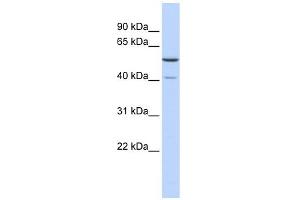 METT5D1 antibody used at 1 ug/ml to detect target protein.