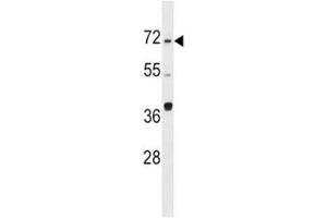 SPHK2 antibody western blot analysis in Ramos lysate. (SPHK2 anticorps  (AA 1-30))