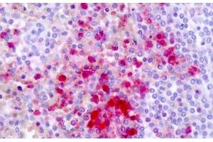 Anti-GPR161 antibody IHC staining of human spleen.