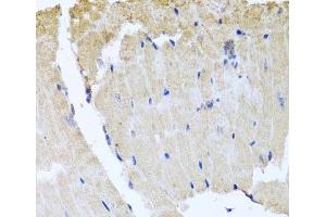 Immunohistochemistry of paraffin-embedded Mouse heart using RAB24 Polyclonal Antibody at dilution of 1:100 (40x lens). (RAB24 anticorps)