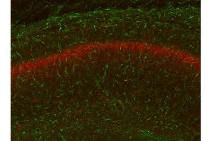 Adult WT and KO mouse hippocampus immunofluorescence with N206A/8 (green) and KC rabbit anti- Kv2. (GFAP anticorps  (AA 411-422))