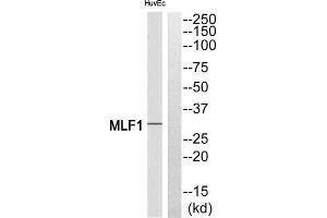 Western Blotting (WB) image for anti-Myeloid Leukemia Factor 1 (MLF1) (Internal Region) antibody (ABIN1851605) (MLF1 anticorps  (Internal Region))