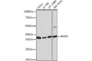 Western blot analysis of extracts of various cell lines, using WDR5 Rabbit mAb (ABIN7271358) at 1:1000 dilution. (WDR5 anticorps)