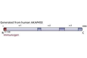 Image no. 3 for anti-A Kinase (PRKA) Anchor Protein (Yotiao) 9 (AKAP9) (AA 17-130) antibody (ABIN968571) (AKAP9 anticorps  (AA 17-130))