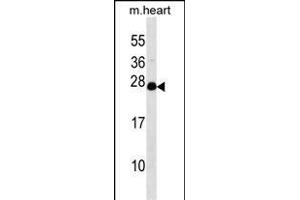 NUDT4 Antibody (N-term) (ABIN1538814 and ABIN2848810) western blot analysis in mouse heart tissue lysates (35 μg/lane).