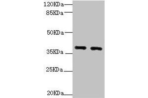 Western blot All lanes: QKI antibody at 1. (QKI anticorps  (AA 1-341))