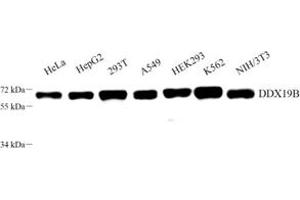 Western blot analysis of DDX19B (ABIN7073694) at dilution of 1: 800 (DDX19B anticorps)