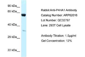 Western Blotting (WB) image for anti-Prolyl 4-Hydroxylase, alpha Polypeptide I (P4HA1) (Middle Region) antibody (ABIN971345) (P4HA1 anticorps  (Middle Region))
